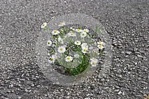 Closeup shot of beautiful tiny white flowers grown in the asphalt