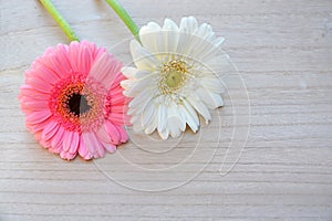 Closeup shot of the beautiful Transvaal daisy flowers isolated on the wooden background