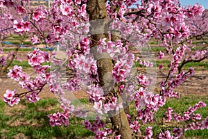 Closeup shot of a beautiful vibrant blooming cherry blossom on a tree in a field