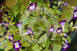 Closeup shot of beautiful violet wishbone flowers photo