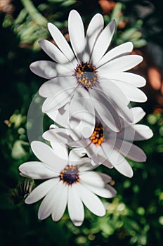 Closeup shot of the beautiful white African Daisy flowers under the sunlight