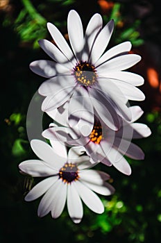 Closeup shot of the beautiful white African Daisy flowers under the sunlight