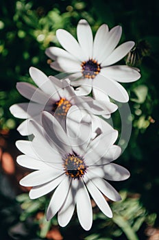 Closeup shot of the beautiful white African Daisy flowers under the sunlight