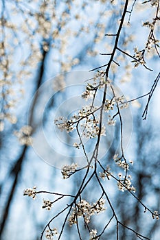 Closeup shot of beautiful white cherry blossom flowers on a tree branch in springtime