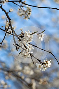 Closeup shot of beautiful white cherry blossom flowers on a tree branch in springtime