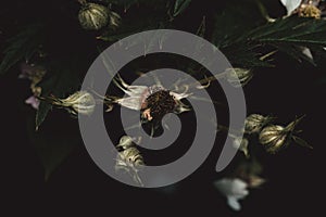 Closeup shot of a beautiful white Cutleaf blackberry flower against a dark background