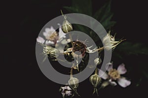 Closeup shot of a beautiful white Cutleaf blackberry flower against a dark background