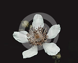 Closeup shot of a beautiful white Cutleaf blackberry flower against a dark background