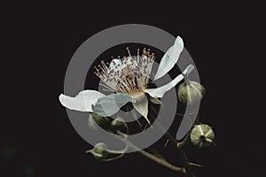 Closeup shot of a beautiful white Cutleaf blackberry flower against a dark background