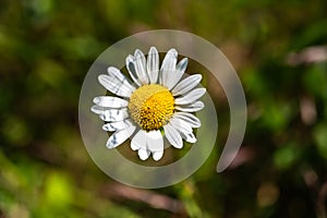 Closeup shot of beautiful white daisy flowers on a blurred background
