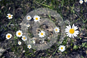 Closeup shot of beautiful white daisy flowers on a blurred background