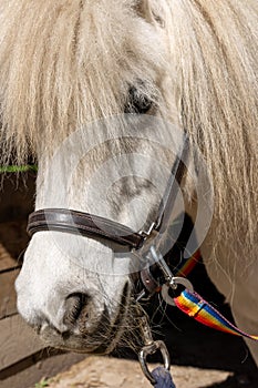 Closeup shot of a beautiful white horse with a rainbow halter