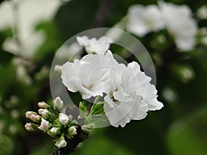Closeup shot of beautiful white hydrangeaceae flowers in a garden