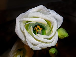 Closeup shot of a beautiful white lisianthus flower