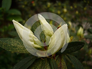 Closeup shot of beautiful white magnolia bud on blurred background