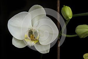 Closeup shot of a beautiful white Moth orchid isolated on a black background