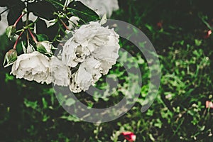 Closeup shot of beautiful white peony flowers in a garden