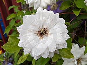 Closeup shot of a beautiful white-petaled African daisy flower in a garden