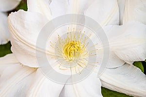 Closeup shot of a beautiful white-petaled melastome flower