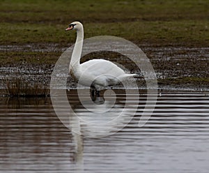 Closeup shot of a beautiful white swan in a lake