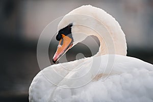 Closeup shot of a beautiful white swan on a lake