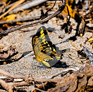 Closeup shot of a beautiful yellow butterfly