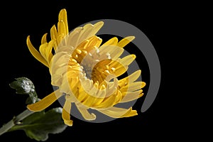 Closeup shot of a beautiful yellow Chrysanthemum flower isolated on a black background