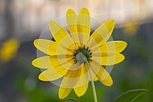 A closeup shot of beautiful yellow Helianthus tuberosus flowers