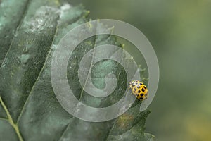 Closeup shot of a beautiful yellow ladybird on a big green leaf