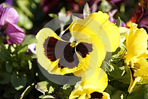 Closeup shot of beautiful yellow pansy during a sunny spring day