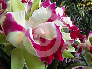 Closeup shot of beautiful yellow and red orchids