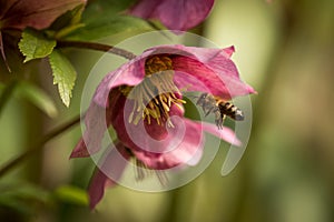 Closeup shot of a bee buzzing around a pink hellebore flower