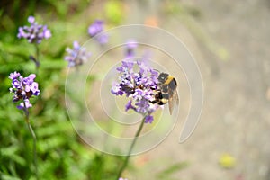 Closeup shot of a bee collecting nectar from a lavender flower on a field