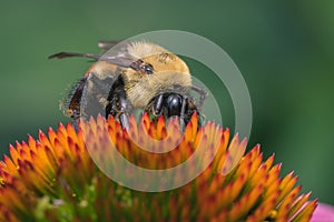 Closeup shot of a bee collecting pollen on a purple echinacea flower