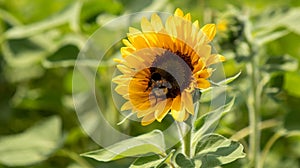 Closeup shot of a bee collecting pollen from a yellow sunflower, in a sunflower field on a sunny day