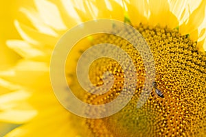 Closeup shot of a bee pollinating a sunflower in a field