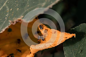 Closeup shot of beetles on the Squash blossom