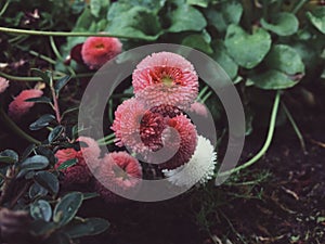 Closeup shot of Bellis perennis 'Tasso Pink'.