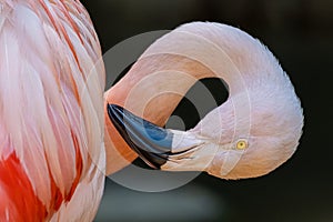 Closeup shot of a bendy Chilean Flamingo in Los Angeles Zoo, California