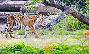 Closeup shot of a Bengal tiger walking in an animal sanctuary and moaning