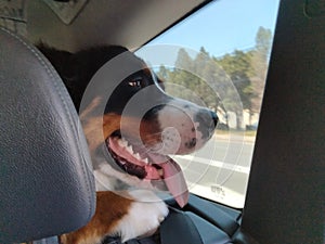 Closeup shot of a Bernese Mountain Dog looking out of a window of a car