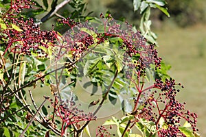 Closeup shot of berries on an elderberry bush