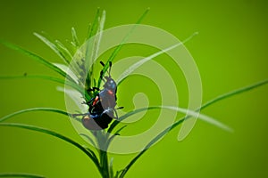 Closeup shot of a bettle pair on a green leaf