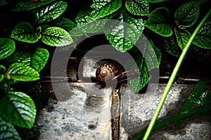 Closeup shot of a big brown snail eating green leaves