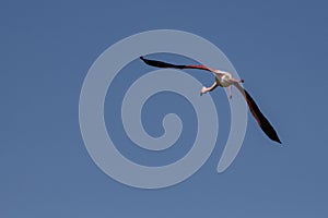 Closeup shot of a big flamingo bird flying high in the sky