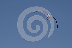 Closeup shot of a big flamingo bird flying high in the sky