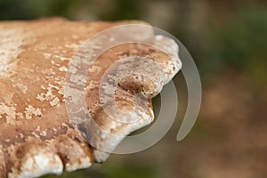 Closeup shot of a Birch Polypore Common White Bracket in Thornecombe Woods, Dorchester, Dorset, UK photo