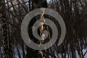 Closeup shot of a birch tree trunk in a winter forest