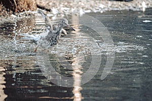 Closeup shot of a bird flapping its wings and splashing water on a pond