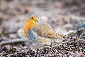 Closeup shot of a bird Robin standing on the ground and looking back